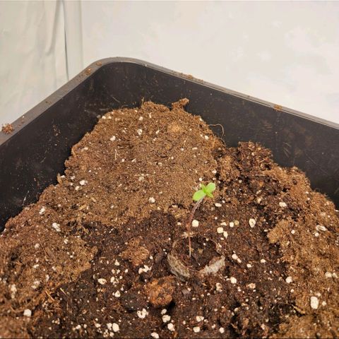 Nothern Lights growlog photo: Erste Blätter🍃
