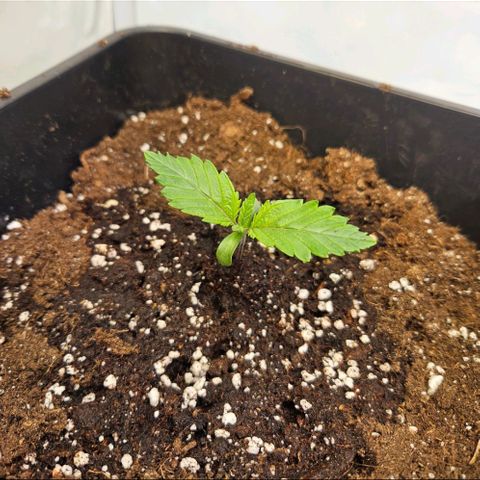 Nothern Lights growlog photo: Habe versucht mit einer Schale Wasser die Luftfeuchtigkeit im Zelt zu erhöhen.