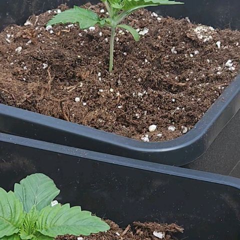 Nothern Lights growlog photo: Das erste Mal draußen, weil gutes Wetter war.