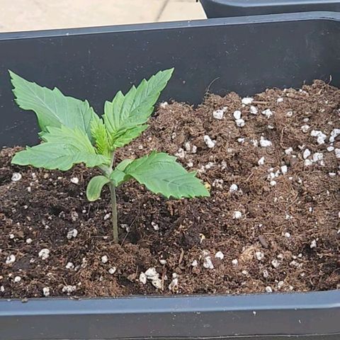 Nothern Lights growlog photo: Das erste Mal draußen, weil gutes Wetter war.