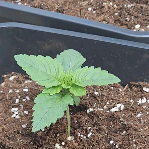 Nothern Lights growlog photo: Das erste Mal draußen, weil gutes Wetter war.