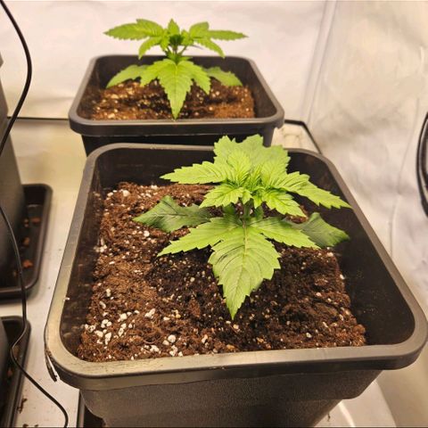 Nothern Lights growlog timeline photo