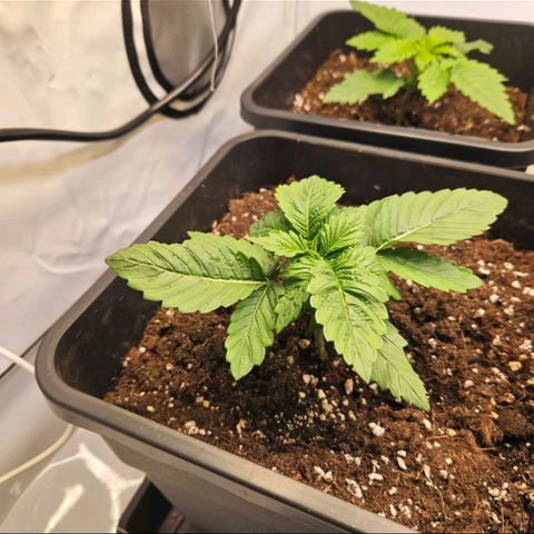 Nothern Lights growlog timeline photo