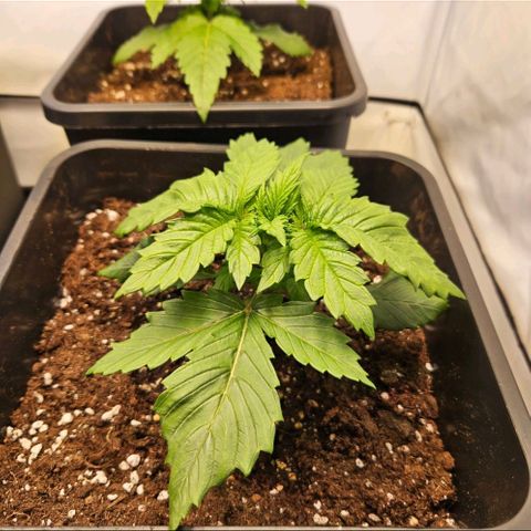 Nothern Lights growlog timeline photo