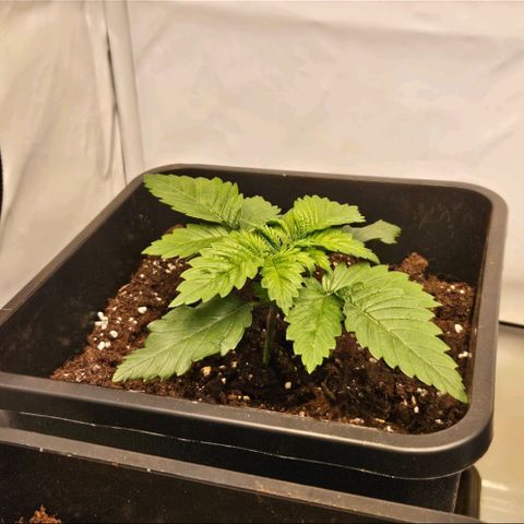 Nothern Lights growlog timeline photo