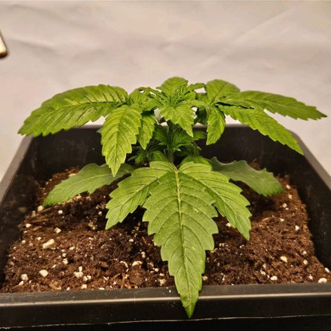 Nothern Lights growlog timeline photo