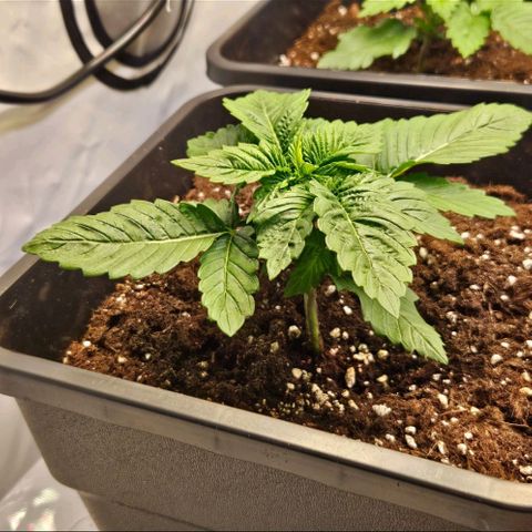 Nothern Lights growlog timeline photo