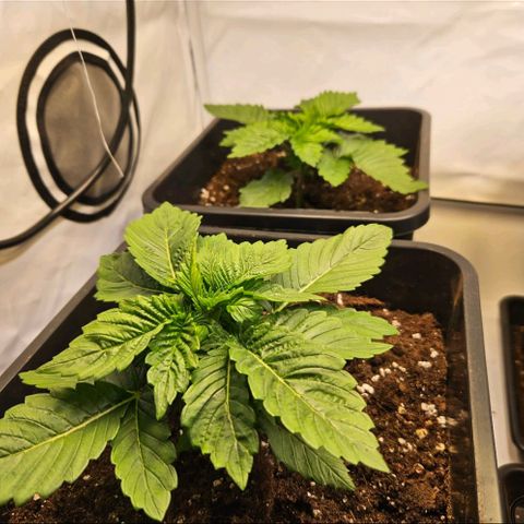 Nothern Lights growlog timeline photo