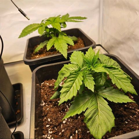 Nothern Lights growlog timeline photo