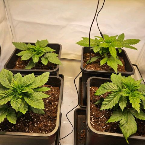 Nothern Lights growlog timeline photo
