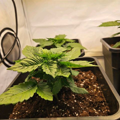 Nothern Lights growlog timeline photo