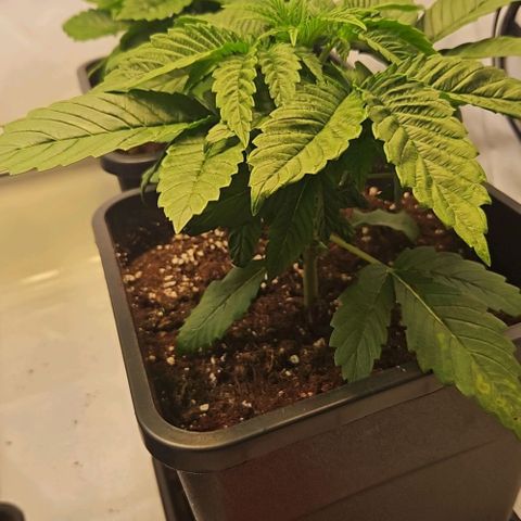 Nothern Lights growlog timeline photo