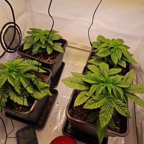 Nothern Lights growlog timeline photo