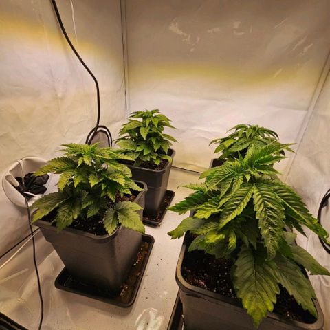 Nothern Lights growlog timeline photo