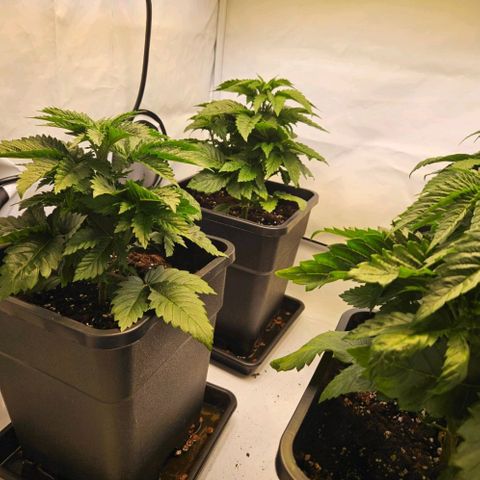 Nothern Lights growlog timeline photo