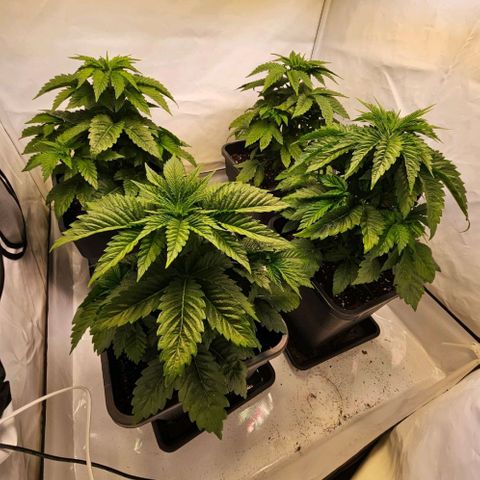 Nothern Lights growlog timeline photo