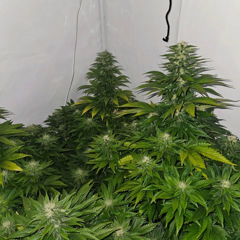 Nothern Lights growlog photo: Ende Blütephase