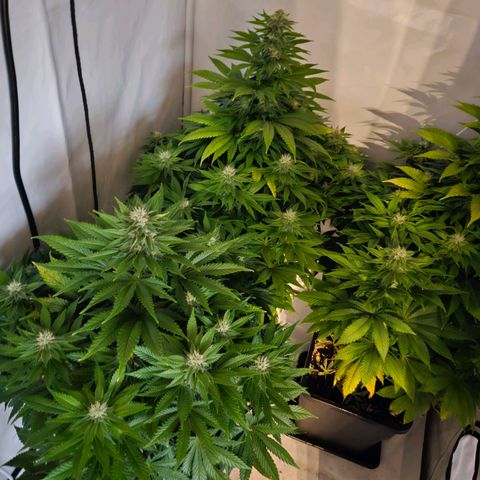 Nothern Lights growlog timeline photo