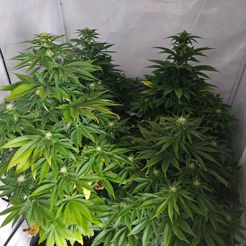 Nothern Lights growlog timeline photo