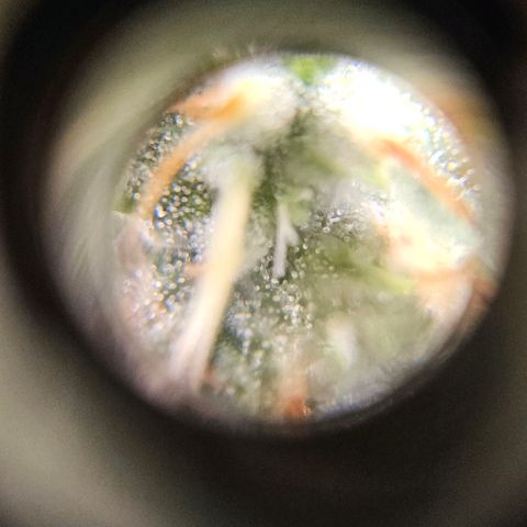 Nothern Lights growlog timeline photo