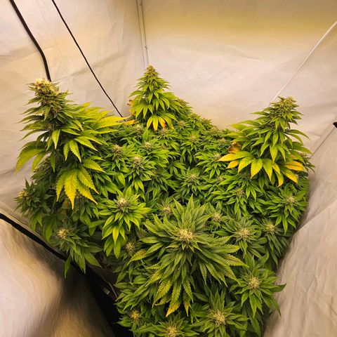 Nothern Lights growlog timeline photo