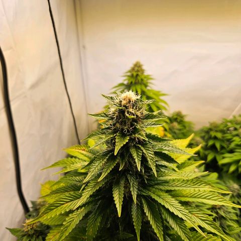 Nothern Lights growlog timeline photo