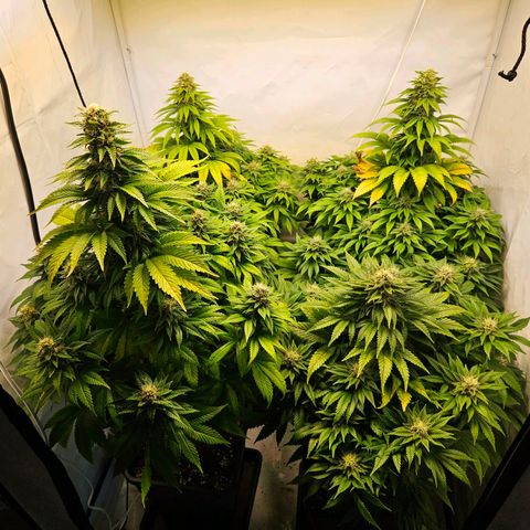 Nothern Lights growlog timeline photo
