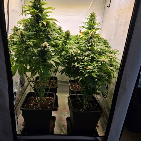 Nothern Lights growlog timeline photo