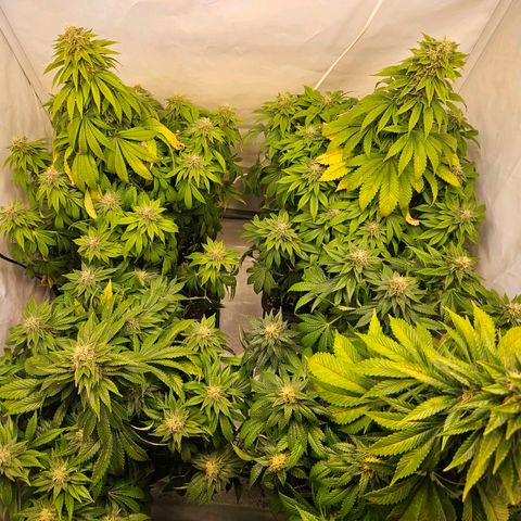 Nothern Lights growlog timeline photo