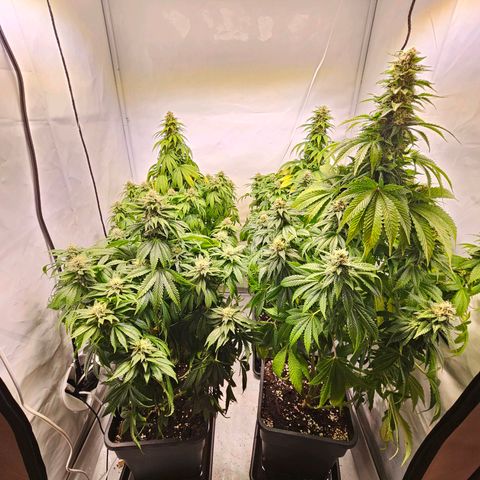 Nothern Lights growlog timeline photo