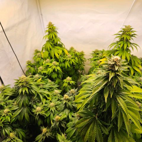 Nothern Lights growlog timeline photo