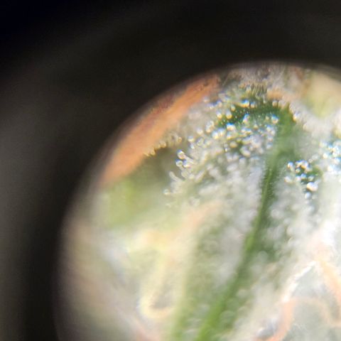 Nothern Lights growlog timeline photo