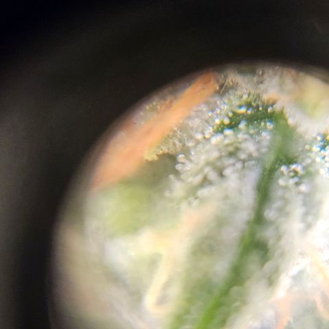 Nothern Lights growlog timeline photo