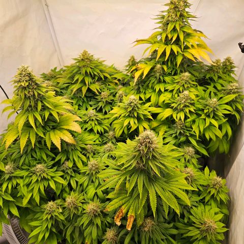 Nothern Lights growlog timeline photo