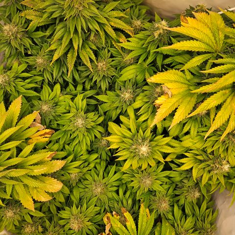 Nothern Lights growlog timeline photo