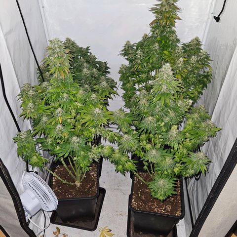 Nothern Lights growlog photo: Heute ernte