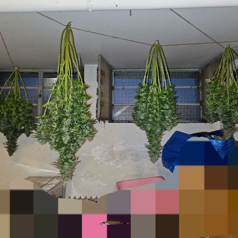 Nothern Lights growlog timeline photo