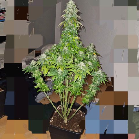 Nothern Lights growlog timeline photo