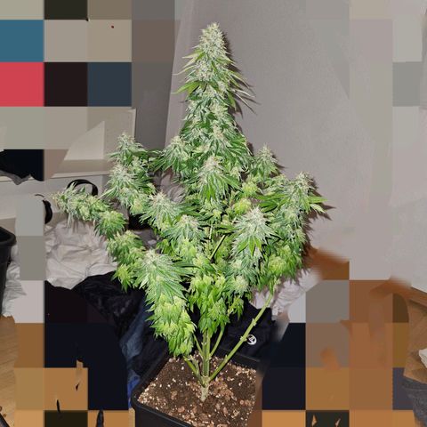 Nothern Lights growlog timeline photo