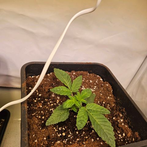 Wedding Gelato growlog timeline photo