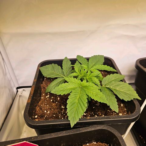 Wedding Gelato growlog timeline photo