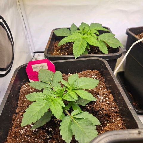Wedding Gelato growlog timeline photo