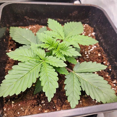Special Queen growlog timeline photo