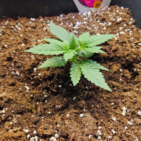 Special Queen growlog timeline photo