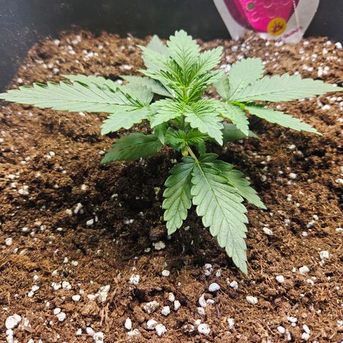 Special Queen growlog photo: 9-12cm hoch
