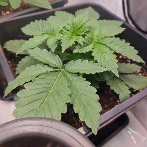 Special Queen growlog photo: 9-12cm hoch