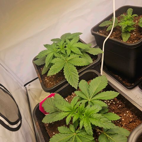 Wedding Gelato growlog timeline photo
