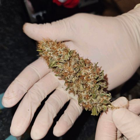 Nothern Lights growlog photo: 230g getrocknet und getrimmt
