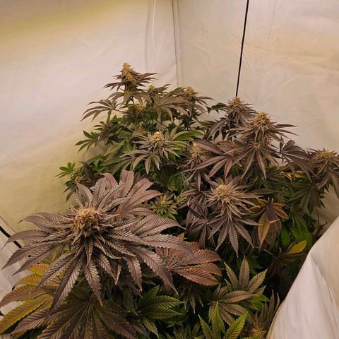 Wedding Gelato growlog timeline photo
