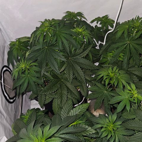 Wedding Gelato growlog timeline photo